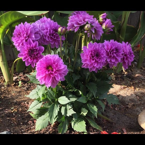 POSHMARK AMBASSADOR II dalialafleur - Picture 8 of 11